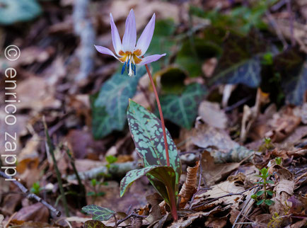 Dente di Cane (Erythronium dens-canis L., 1753) è una pianta erbacea bulbosa appartenente alla famiglia delle Liliaceae.