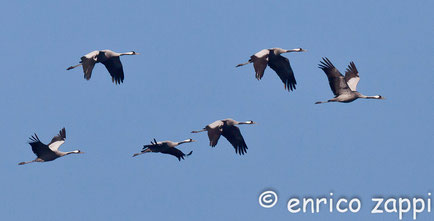 Grus grus (Linneo, 1758) è la Gru Grigia Europea che fino agli anni 1970 si era alquanto rarefatta. Ora dagli anni 1990 invece la popolazione è in discreto incremento.