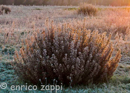 Brina illuminata dai primi raggi del sole mattutino