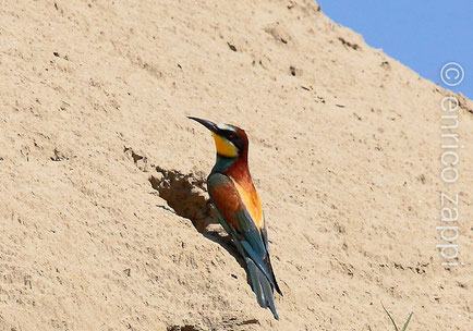 Gruccione (Merops Apiaster) al nido.  Questo uccello, ormai numeroso alle nostre latitudini rispetto a 20-30 anni fa, vive in colonie soprattutto in prossimità di argini fluviali, di pareti collinari sabbiose, nelle cave.