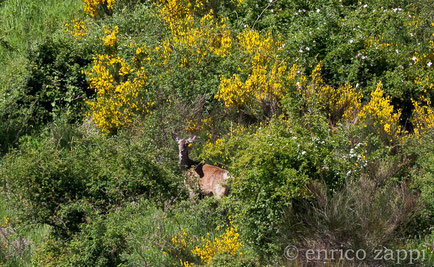 Femmina di Cervo (Cervus elaphus Linnaeus, 1758) in una radura fra le ginestre in fiore.