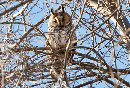 Gufo comune (Asio otus (Linnaeus, 1758)). Canon EOS 5D Mark II - ef 100/400 a 400 mm. - ISO 1250 F/5,6 - T. 1/4000 sec. — presso Parco Delta del Po.