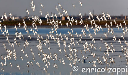 I Piovanelli Pancianera (Calidris alpina, Linnaeus 1758) che nel periodo invernale mostrano un addome completamente candido.