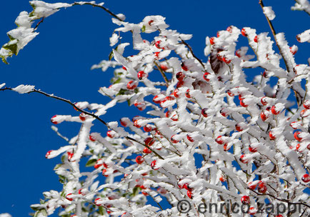 Il bianco ghiaccio modellato a lamelle di galaverna avvolge come una scultura una pianta di rosa canina, impreziosendosi con rossi rubini (ricchi di vitamina "c") come gli ancora turgidi cinorrodi ( le bacche), stagliandosi poi contro un cielo turchino.