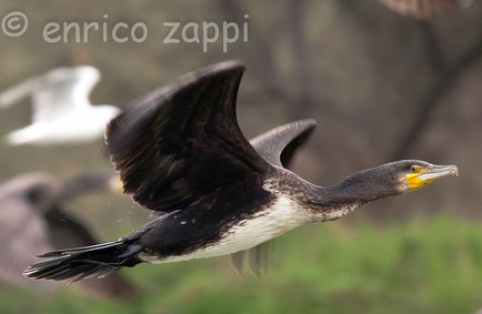 Cormorano imperlato di minuscole gocce d'acqua per le immersioni fatte si è appena involato