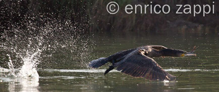 Cormorano in volo: un pescatore di prim'ordine! Canon EOS 5D Mark II - ob. 100/400 a 400 mm.- f / 6,3 - t. 1/1000 sec. - ISO 500