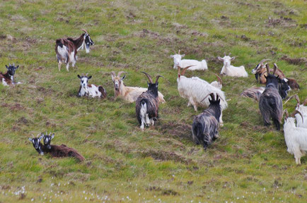 Kippure山麓には野生化した山羊「feral goat」も多く見られます。