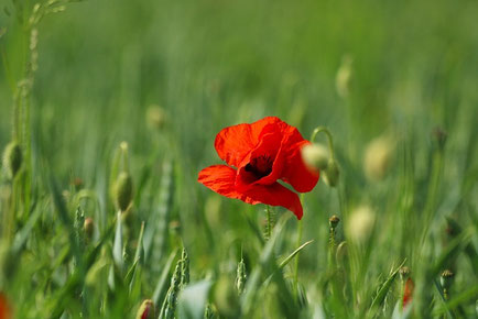 mohnblume und gras, Raum fur Begegnungen, Praxis für psychosoziale Beratung in Eugendorf bei Salzburg
