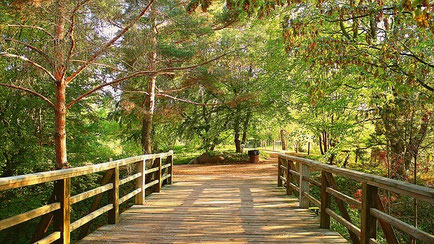 eine Brücke aus Holz - Übergang gestalten Trauer und Verluste
