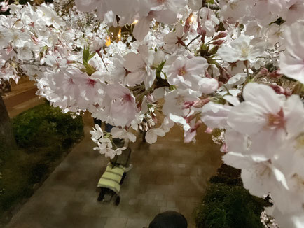 桜