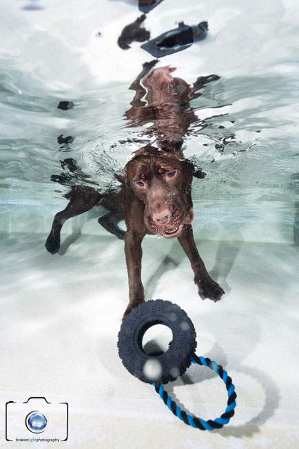 Bild: Hund unter Wasser Fotoshooting Seth Castell