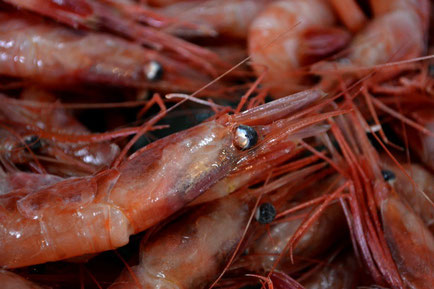 鮮魚卸 シーズ 三重県