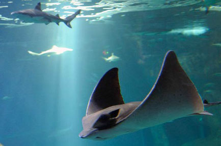 Best things to do in Biarritz - Aquarium - Copyright Aquarium Biarritz