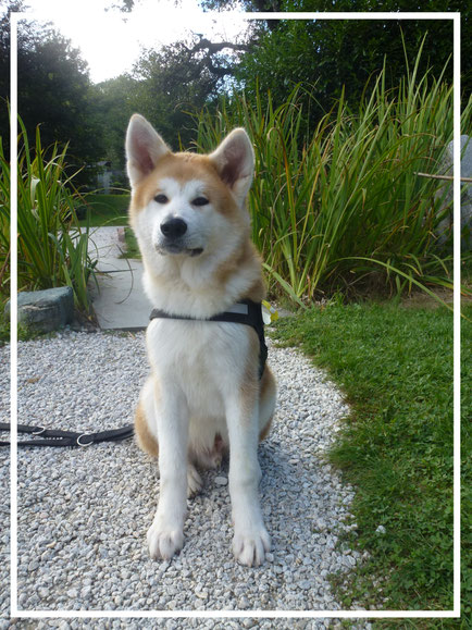 Japan Akita, Rüde, Rosia Kara Eikan, Hund, Hundezucht, Bonsai Garten, Bonsaimuseum, Seeboden, Kärnten, Österreich, Millstättersee