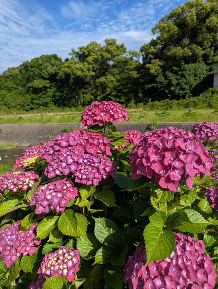 美しい紫陽花