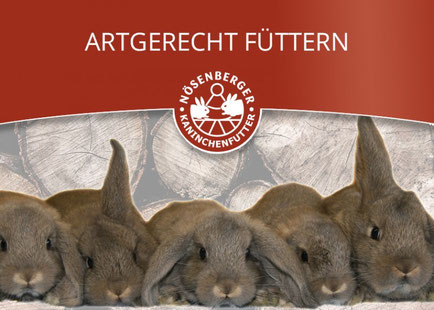 kirschlorbeer genolia preis immergrner Kirschlorbeer Genolia
