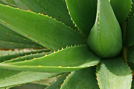 Aloe pianta curativa