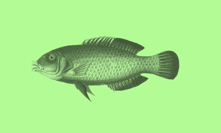 PIP (3:1) Persistent, bioaccumulative and toxic