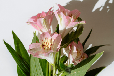 ページが広げられたノートの上に置かれた一輪のピンクのバラの花。