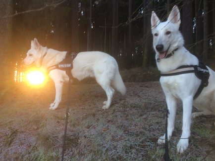 Monty hat die Sonne gefangen