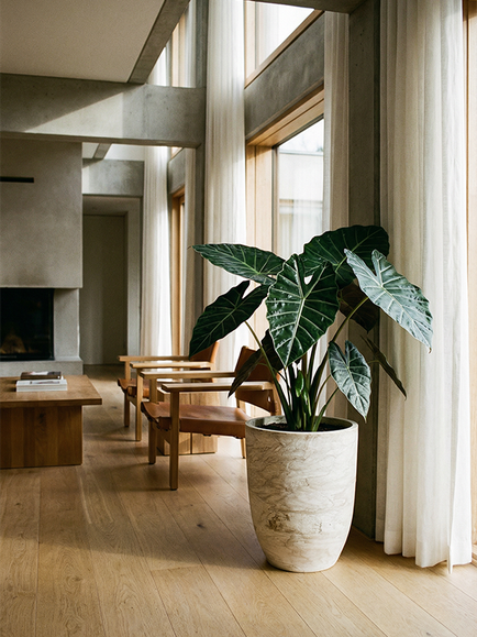 location de plantes pour vos bureaux à Paris