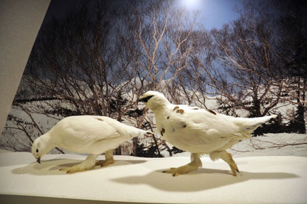 雷鳥の里・大町」と山岳博物館 - 長野県・信濃大町地域おこし