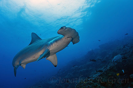 Galapagos Shark Diving - Close encounter with a  hammerhead shark