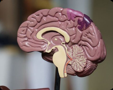 Plastische Darstellung eines Gehirns im Querschnitt mit mandelförmiger Amygdala