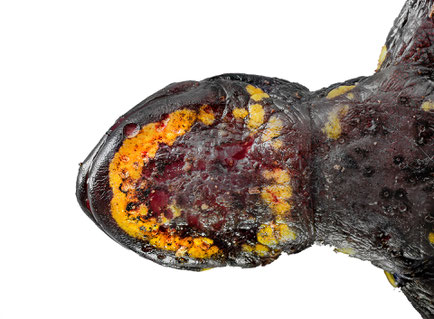 Batrachochytrium salamandrivorans infection on Salamandra salamandra Ruhrgebiet 2019 Bsal chytrid infection crysis amphibian