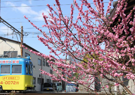 沿線に咲いたピンクの梅