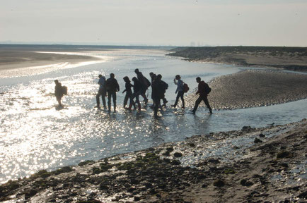 Guide Baie de Somme voir phoques traversée de la Baie activité 