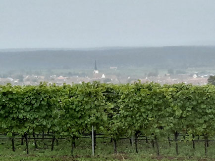 Aussicht im Regen auf Sommerach vom Weingut Mangold aus