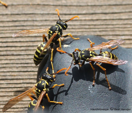 Hausfeldwespen. Foto Beat Heiniger