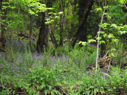 Bluebells, ancient woodland, Forest of Dean, England, Wales border.