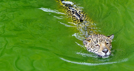 le pantanal dictée cm2 jaguar