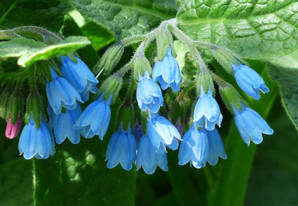 Beinwell comfrey