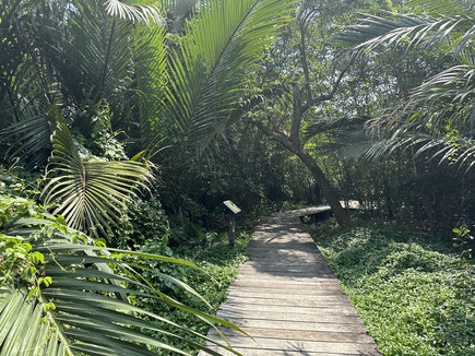 gut 2km führt der Fahrradweg durch Garten mit verschiedenen Palmen etc. 