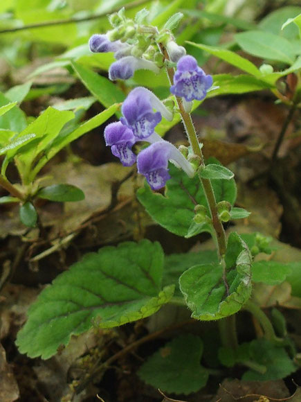 まだ全く開花していなかったが、ほんに一株だけ花を付けていた。でかしたぞう！！