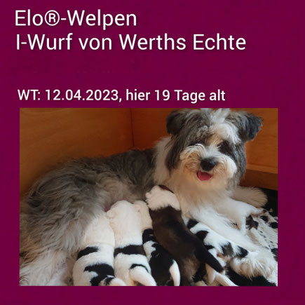 Elo-Hündin in Rauhaar mit Welpen 