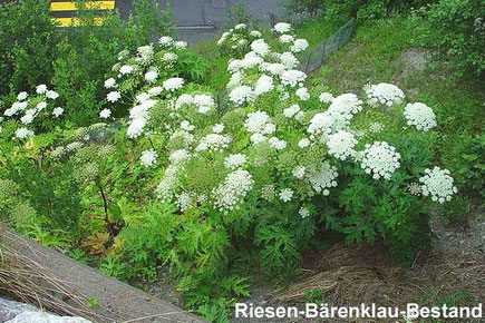 Kann schwere Hautentzündungen verursachen: der Riesen-Bärenklau. Bild: neopyht.ch
