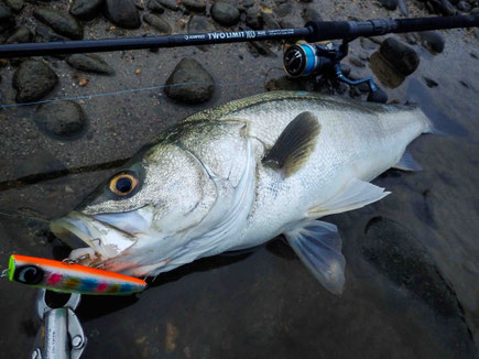 ツーリミット103マルチでごん太のランカーシーバス
