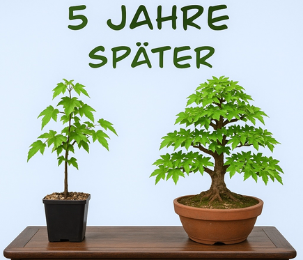 Dreispitzahorn  - Bonsai Arbeitskreis Steinfurt