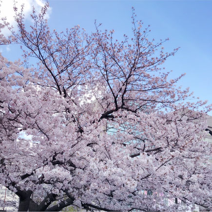 熊本花見 桜