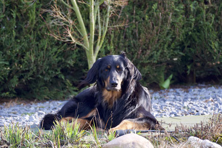 Rasseportrait HOVAWART