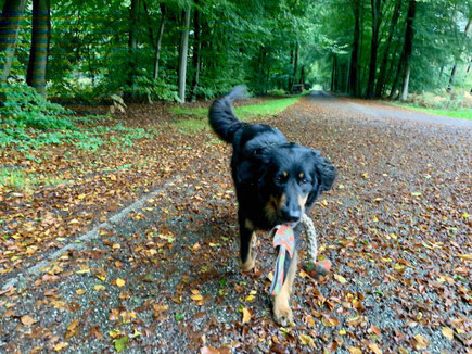 Hunde niemals mit Stöckchen spielen lassen
