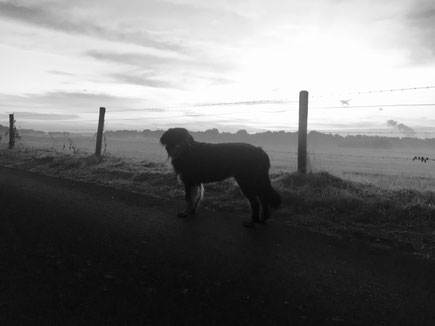 Brief eines Hundes an sein Herrchen