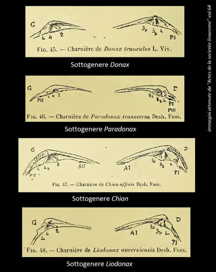 Distinzione delle Donacidae mioceniche francesi in base alla cerniera