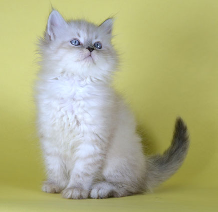 Gatto Siberiano