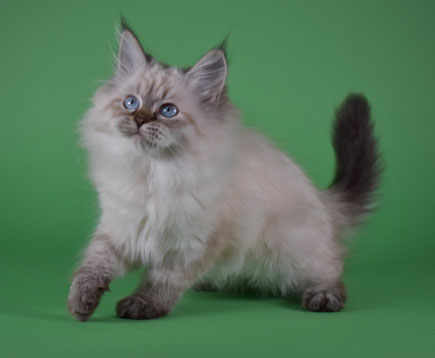 Gatto siberiano e peso