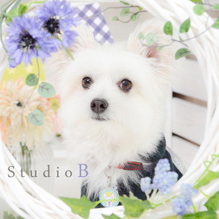 ペット撮影 ペット写真 犬 記念写真 愛犬と一緒 名古屋 愛知 ペット写真館
